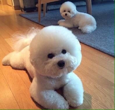 比熊犬主人回家听到车声就乱叫,终于知道狗为什么是急性子