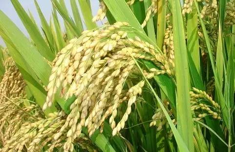 万能药芸苔素内酯,芸苔素内酯可以连续用吗