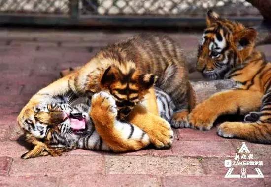 哈尔滨之夏游玩攻略,迷人的哈尔滨之夏音乐会