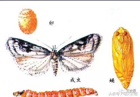 桃树虫害汇总，不看后悔！「上篇」