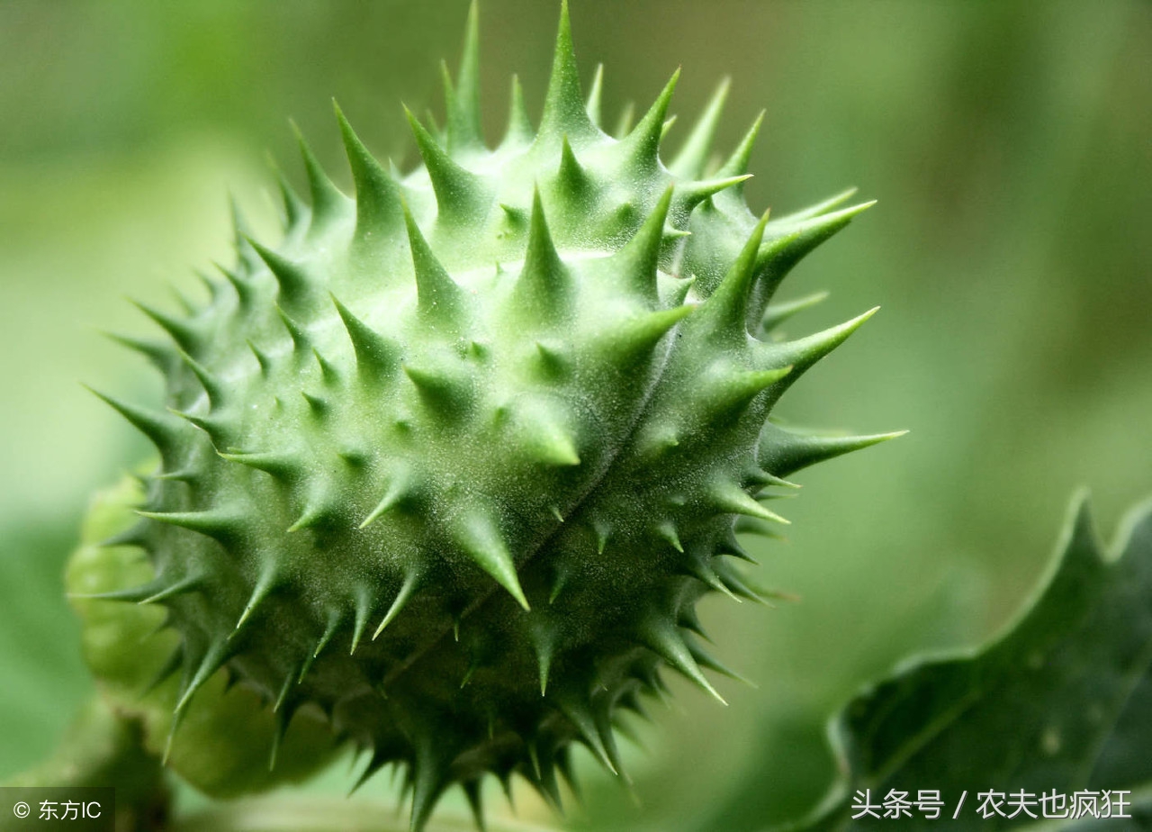 曼陀罗花怎样提取麻醉剂,农村常见植物曼陀罗