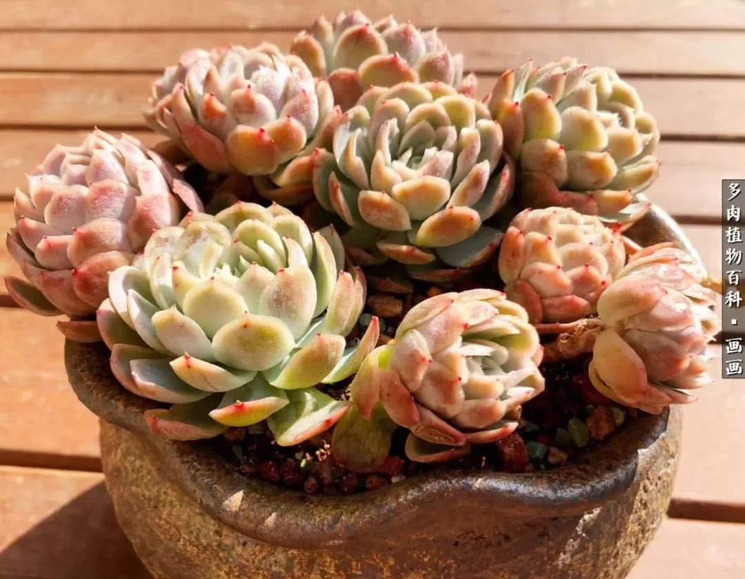 鍒氬ソ閬囪浣犵編濂虫埛澶栫増,鍒氬ソ閬囪澶氳倝