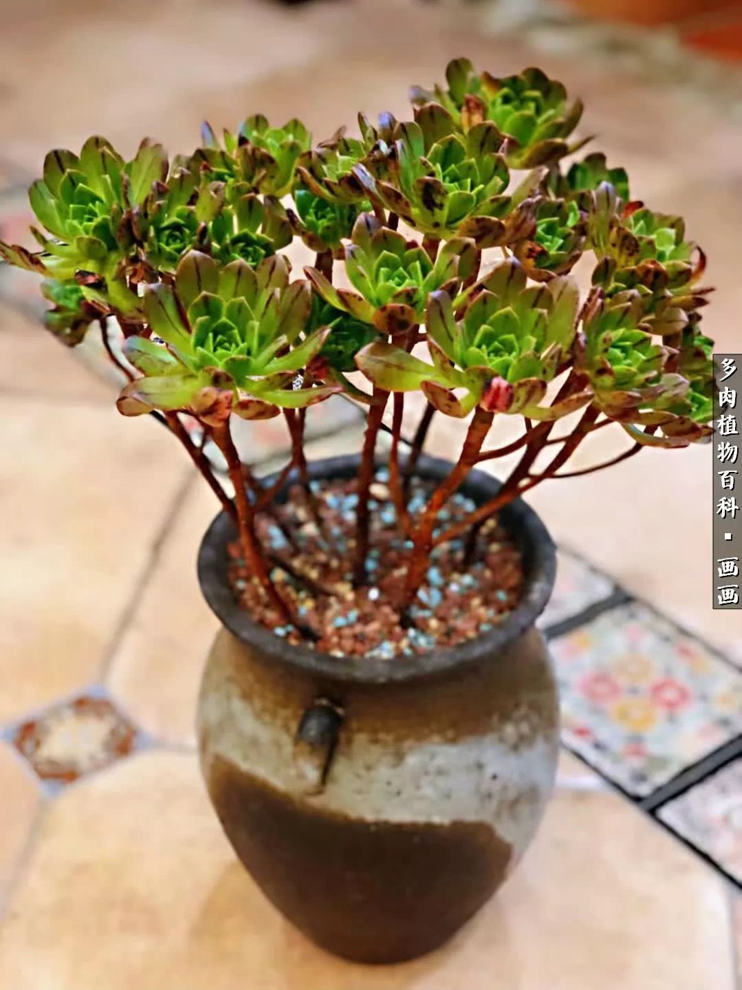 鍒氬ソ閬囪浣犵編濂虫埛澶栫増,鍒氬ソ閬囪澶氳倝