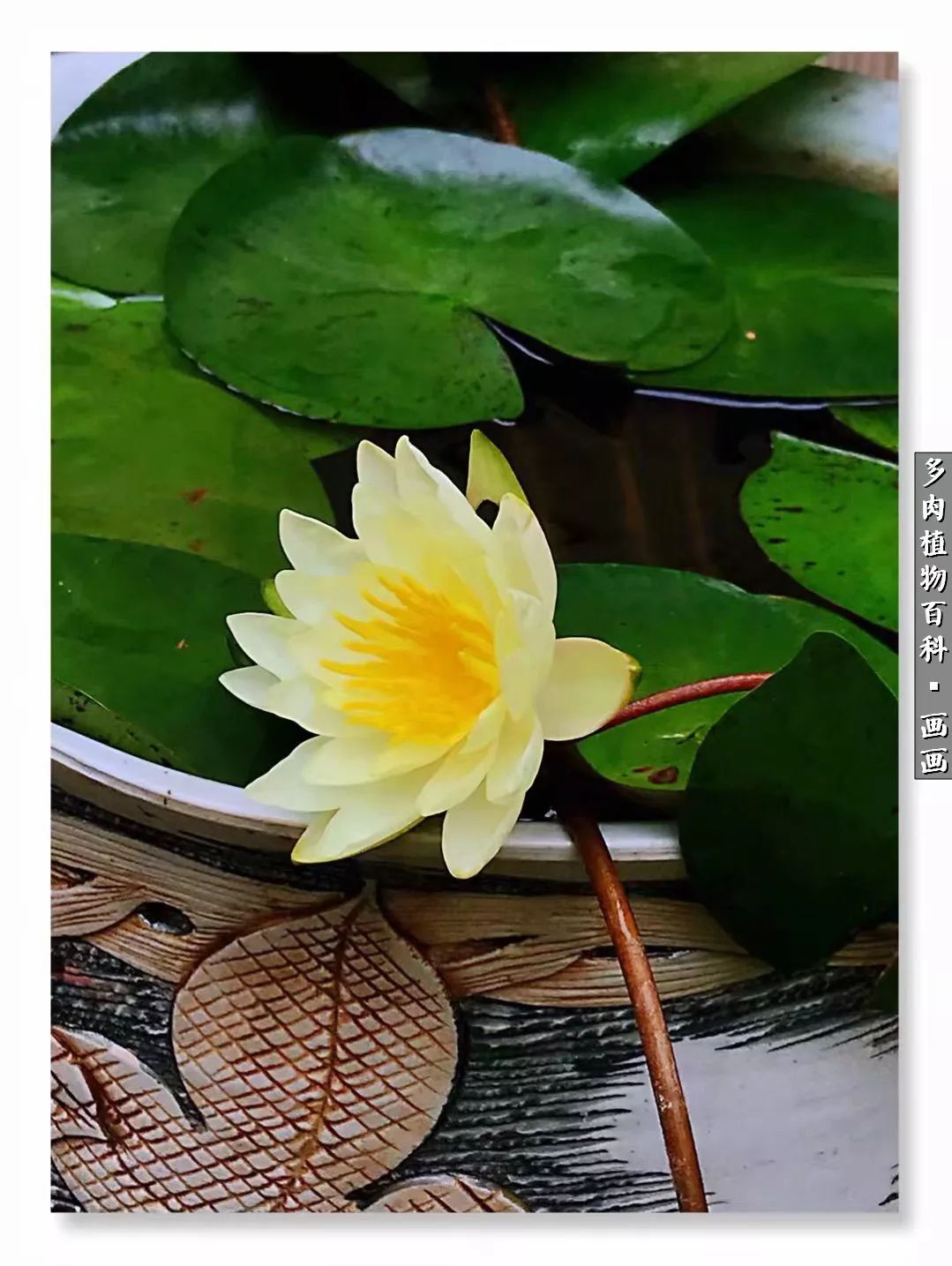 鍒氬ソ閬囪浣犵編濂虫埛澶栫増,鍒氬ソ閬囪澶氳倝