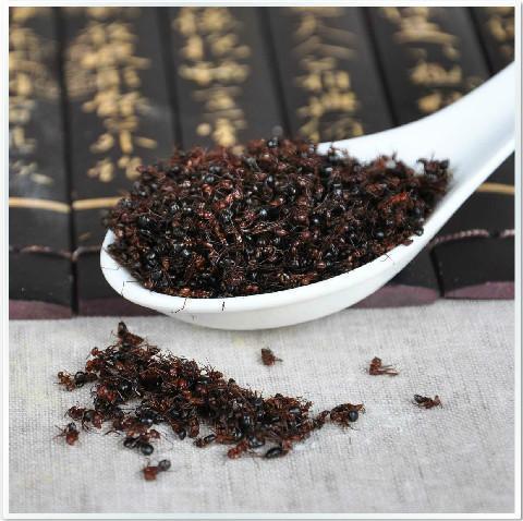 治风湿的蚂蚁,治类风湿的蚂蚁药