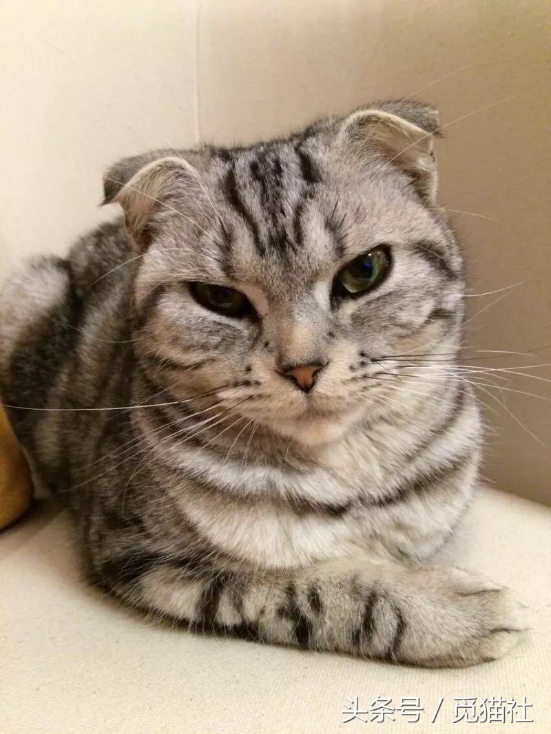 养猫家庭一定要了解这些猫,养猫的家庭千万注意