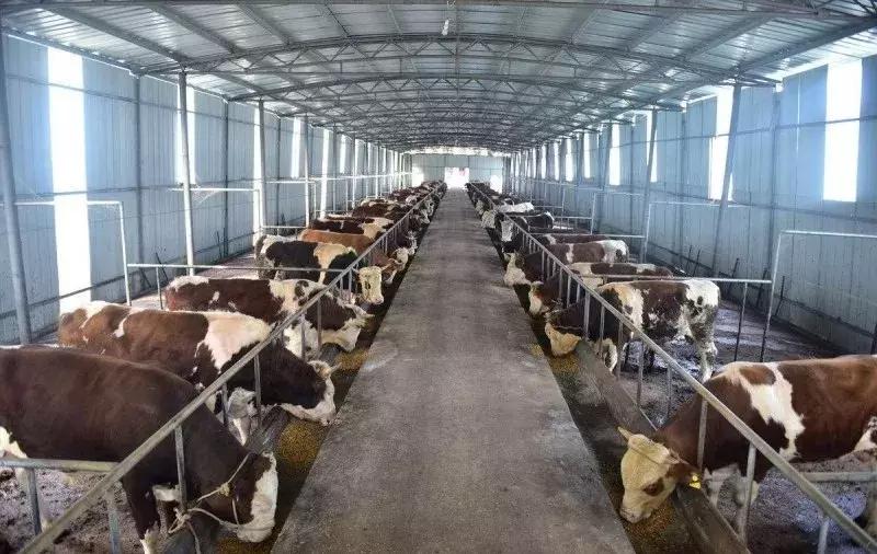 狗养殖场需要办什么证件,狗养殖场办理什么证件