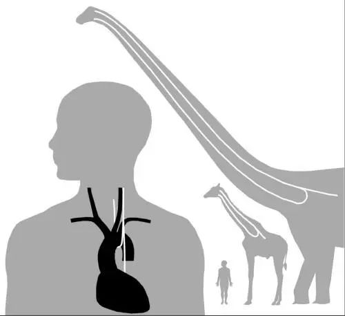 为什么人类的身体构造这么完美,人类身体结构有什么不完美之处