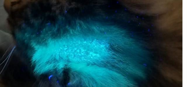 人感染了猫癣怎样治疗,人感染猫癣怎么治疗好得快