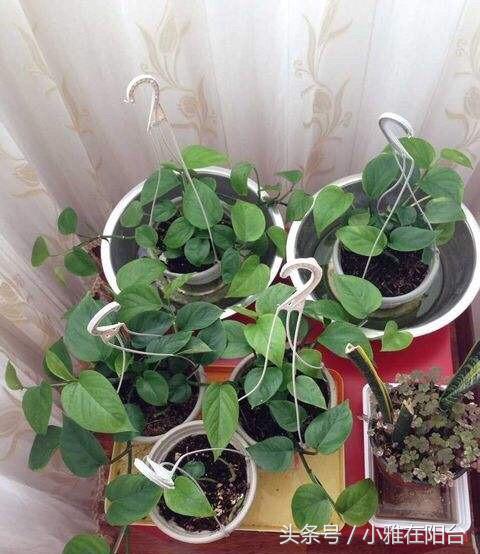 大绿萝怎么养能迅速爬藤,养了四个月的绿萝怎么不长吊藤