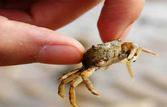 让你满载而归的赶海技巧,赶海攻略100条