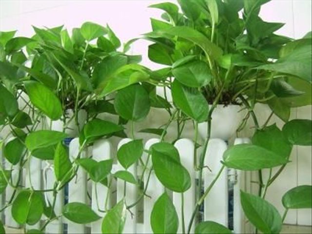 大叶绿萝怎么种植方法和注意事项,大叶绿萝怎么养叶子才多