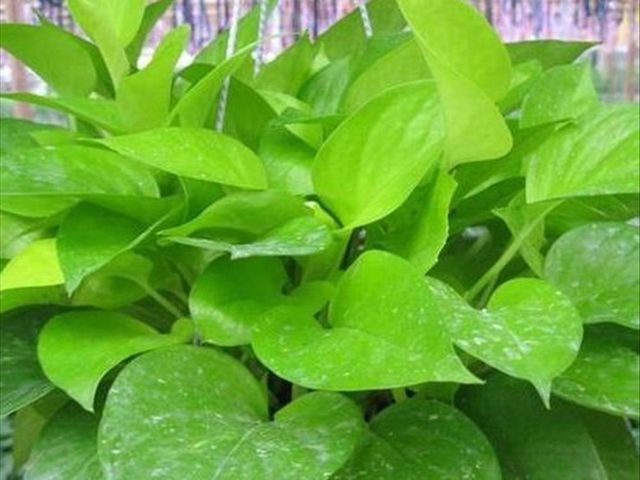 大叶绿萝怎么种植方法和注意事项,大叶绿萝怎么养叶子才多