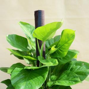 大叶绿萝怎么种植方法和注意事项,大叶绿萝怎么养叶子才多