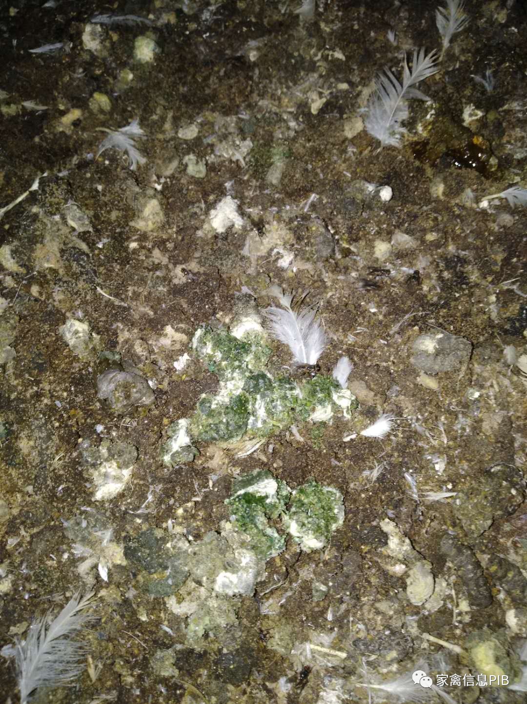 肉鸡后期采食量慢还吐水怎么回事,肉鸡突然减料的原因