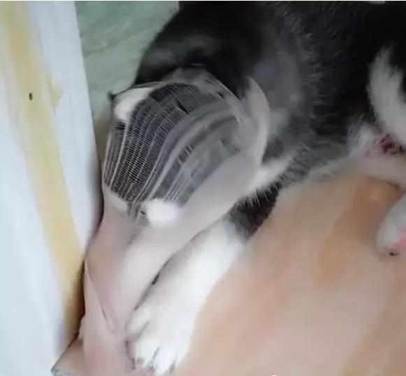 小二哈被女主人骂后白眼睛,小二哈咬主人的袜子