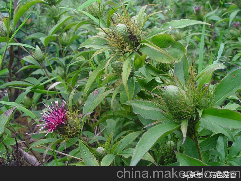 小孩可以长期泡各种草药吗,儿童凉血止痒的洗澡草药