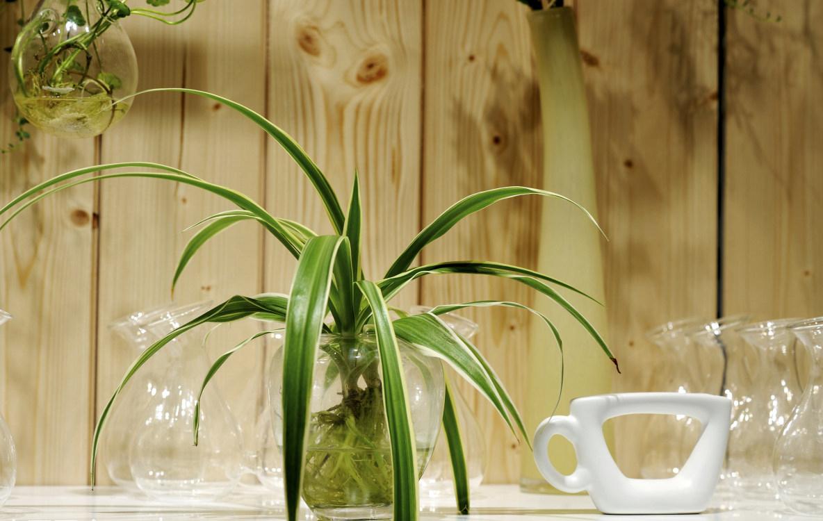 用什么水培植物养花,用什么水养花比较好养活