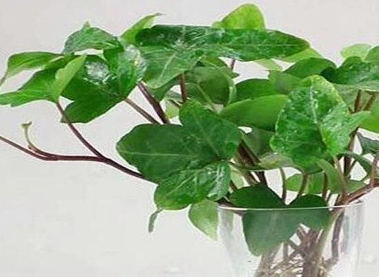 用什么水培植物养花,用什么水养花比较好养活