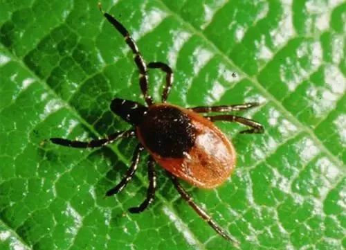 近期出现的毒虫,三明市永安区疾控中心