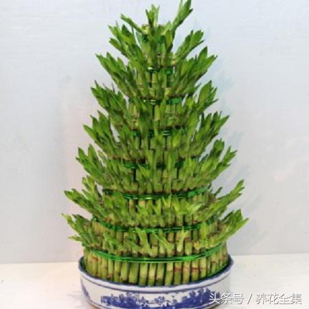 家养富贵竹叶子发黄的原因,屋内富贵竹叶子发黄怎么办