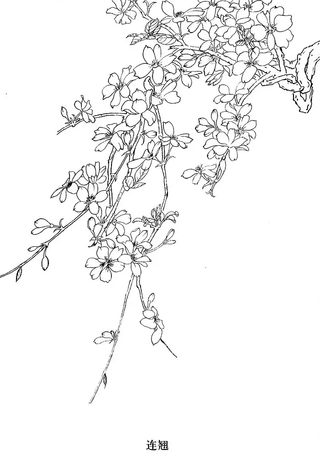 国画工笔白描花卉线稿桃花教程,工笔白描花卉牡丹与上色图