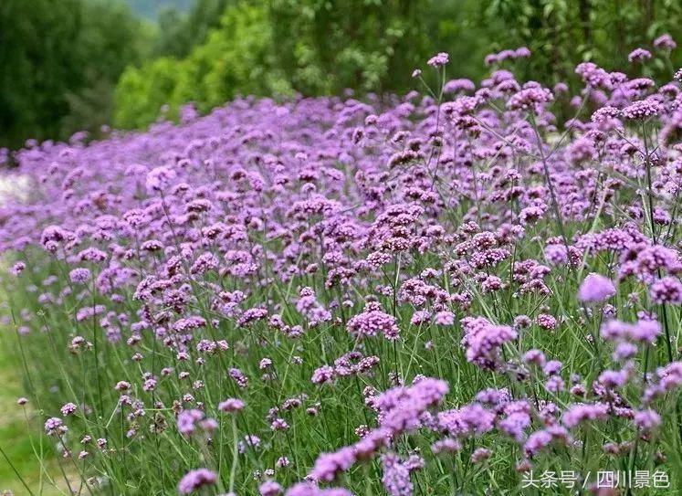 小众又免费！成都地铁直达的天然氧吧！清凉洗肺又解暑！
