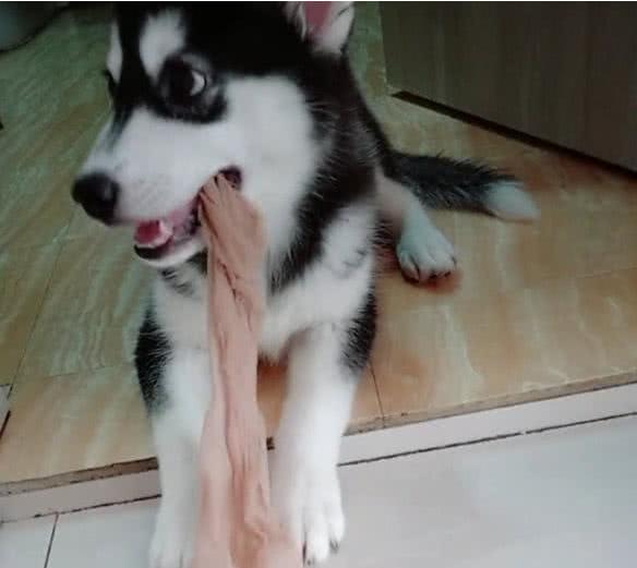 小二哈被女主人骂后白眼睛,小二哈和主人吵架