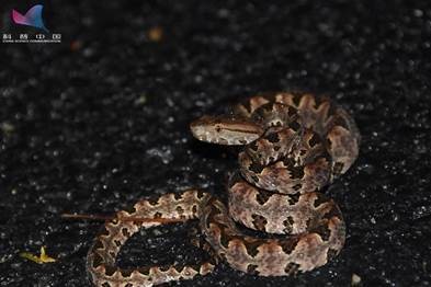 女孩网购银环蛇：别人的宠物要陪，你的宠物要命