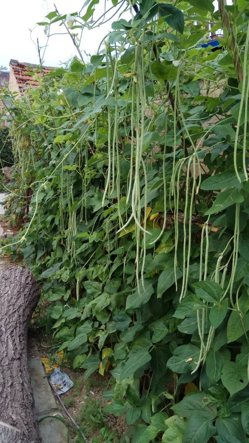 魂牵梦绕的沙滩海浪,魂牵梦绕的大海