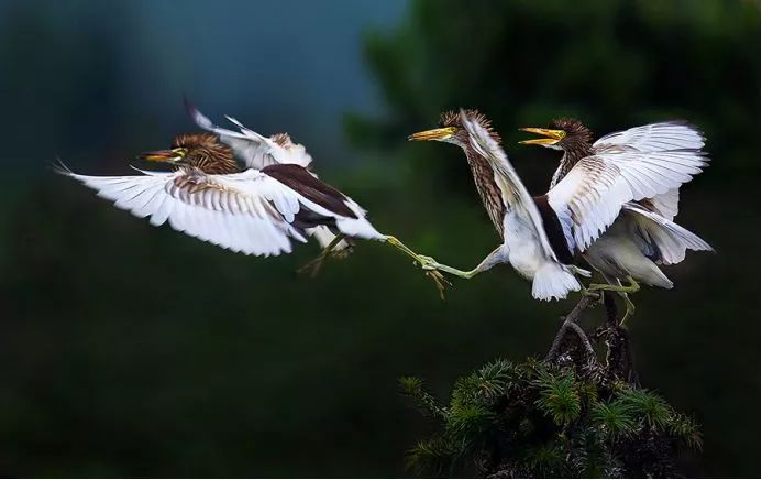 美到极致的自然风光摄影师大赛,自然之美第7集