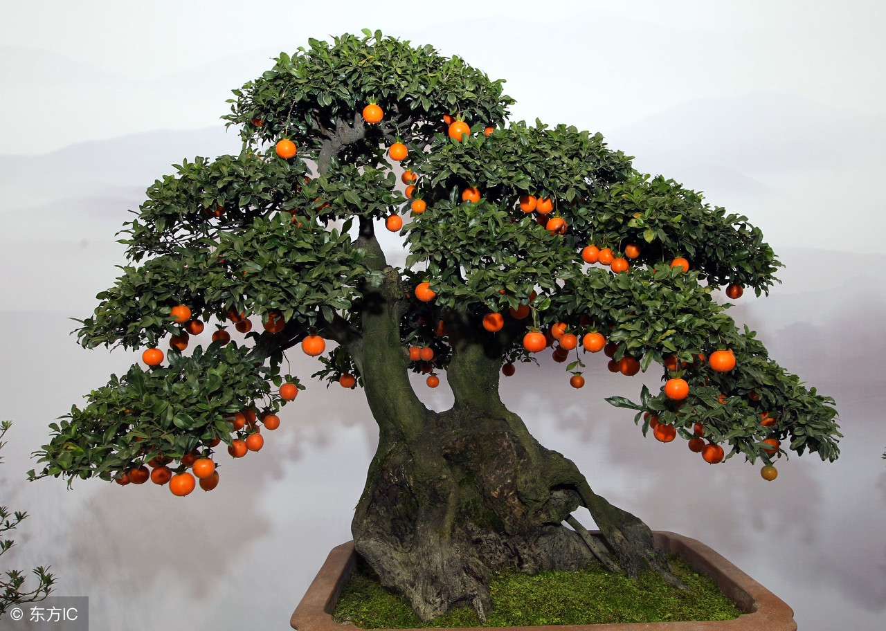 清韵优雅的盆景欣赏,盆景欣赏难得一见的绝美盆景艺术