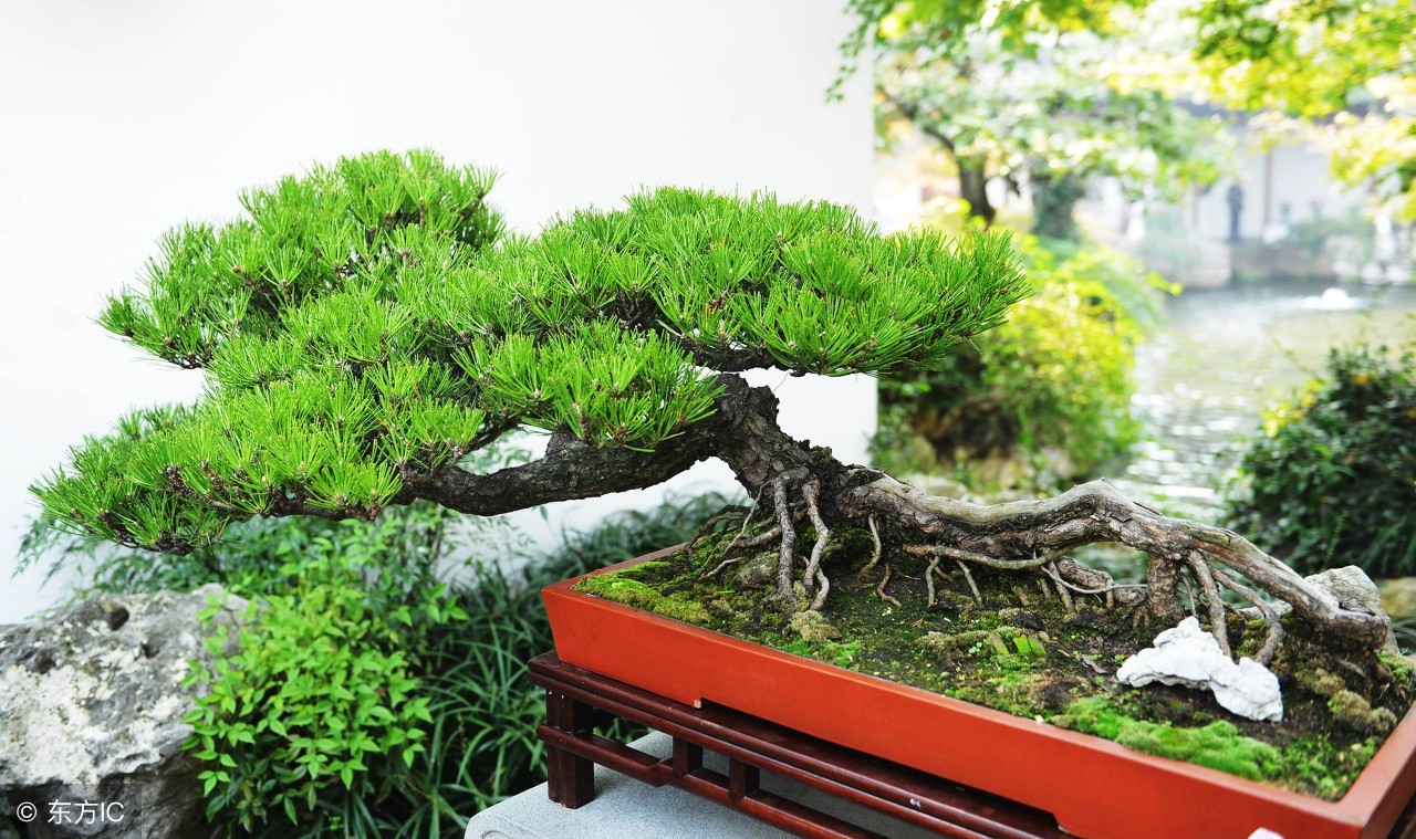 清韵优雅的盆景欣赏,盆景欣赏难得一见的绝美盆景艺术