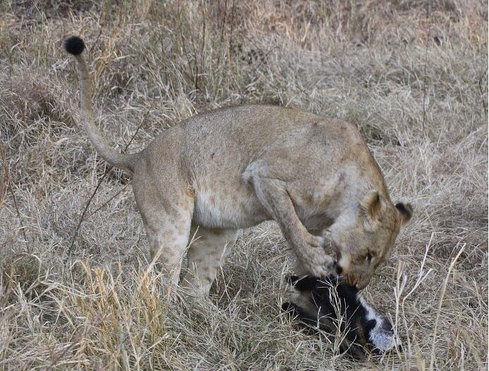 平头哥大战各种野生动物,平头哥捕食动物全过程