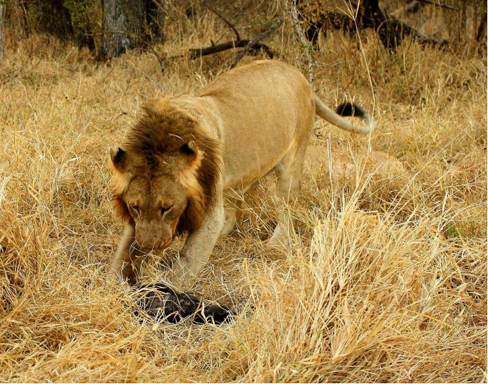 平头哥大战各种野生动物,平头哥捕食动物全过程