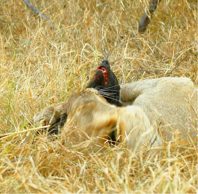 平头哥大战各种野生动物,平头哥捕食动物全过程
