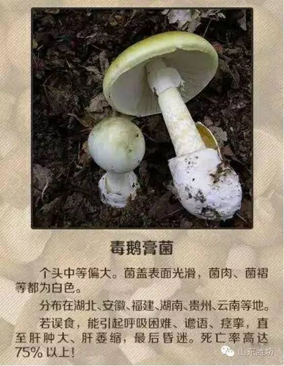 误食毒蘑菇的急救措施英文,误食毒蘑菇如何自救的视频