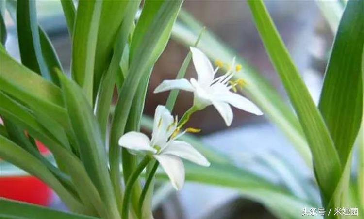 夏季植物晒伤怎么缓解,夏季炎热中暑如何自救