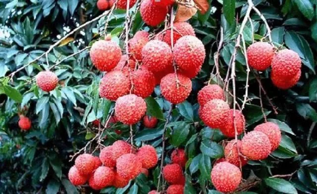 东莞四小虎在哪里,曾经的东莞四小虎