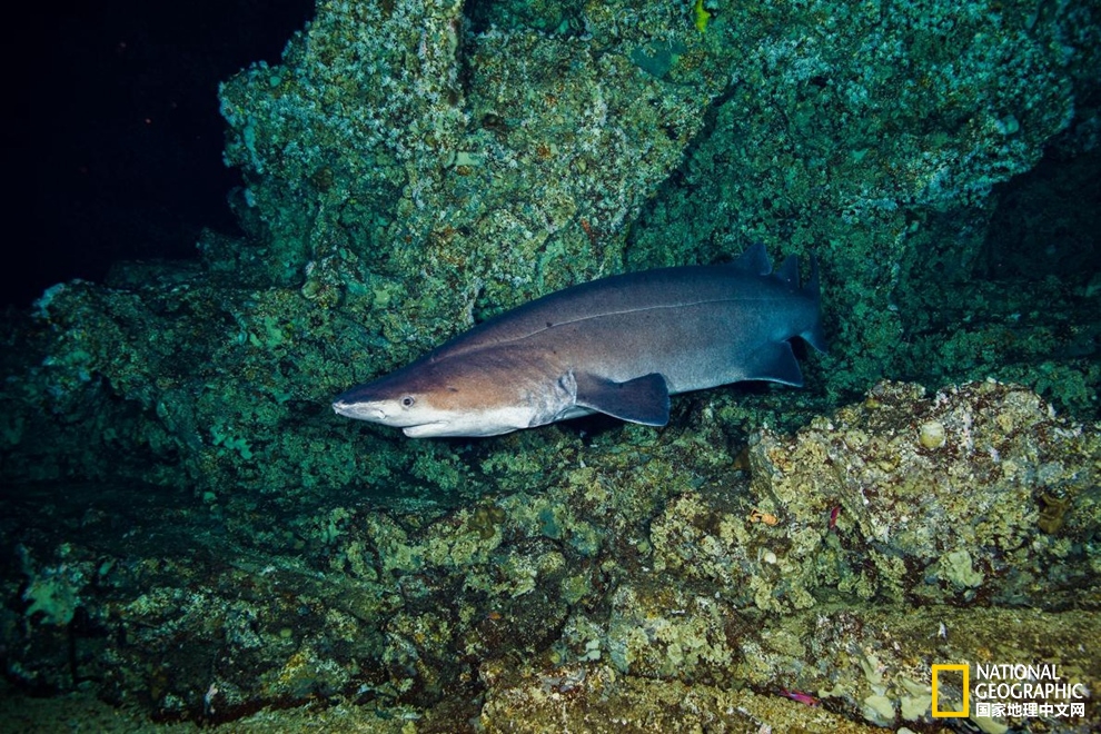 鲨鱼冷知识：六种罕见鲨鱼，你认识几种？