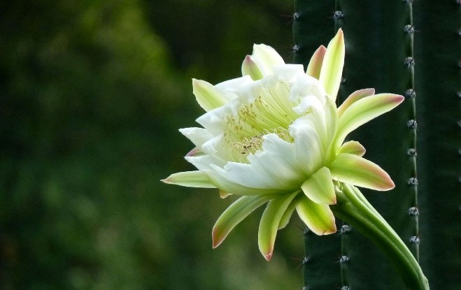 家里养龙骨在风水上有什么讲究,家里养龙骨的寓意