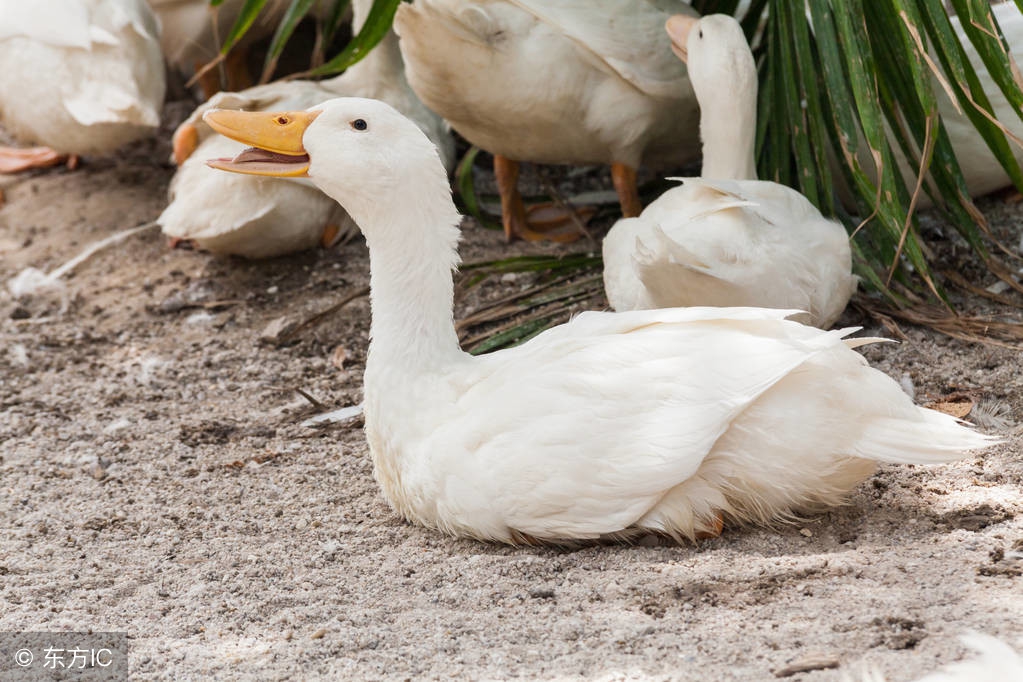 周公解梦全部目录,周公解梦全解免费完整版