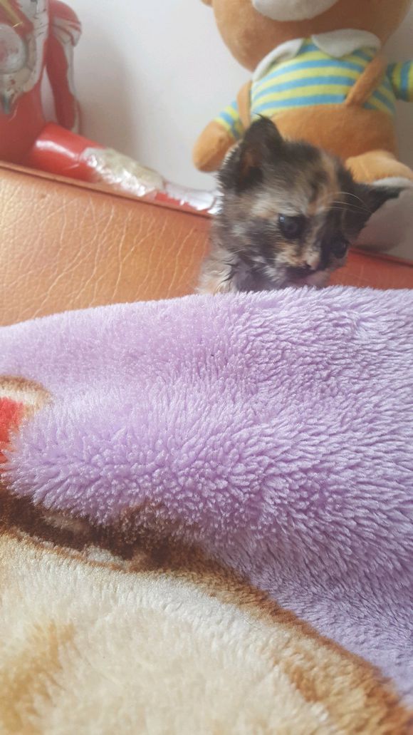 捡的流浪猫驱虫,儿子捡到了只猫带回了家