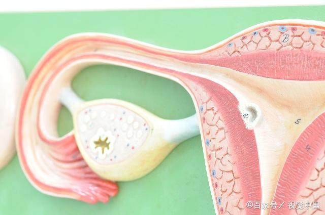 如何判断排卵期?不用算日子,不用买试纸,这个方法简单好用