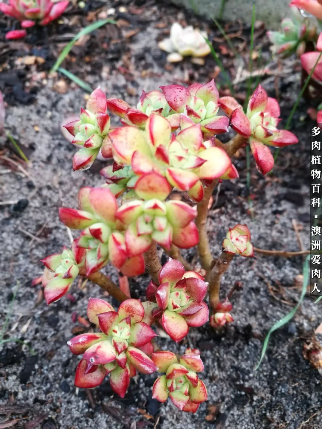 最耐晒的八款多肉,暖阳下的多肉美的不得了