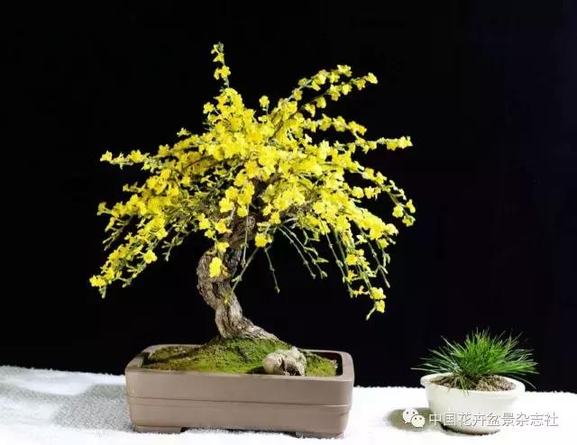 盆栽花换土后如何养护和浇水视频,云南迎春盆景养护