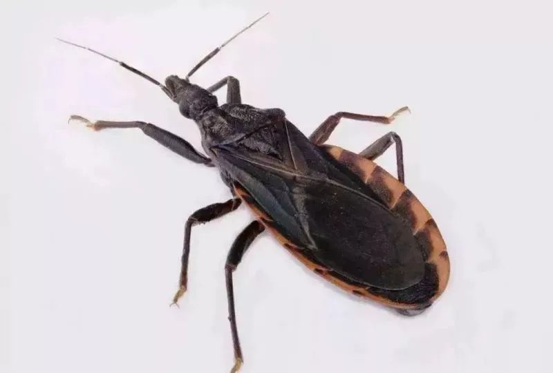 锥蝽虫吸血就传染艾滋病吗,锥蝽传染hiv吗