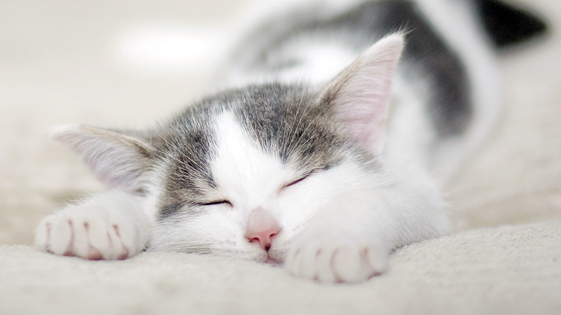 足球是体育吗,足球世界杯是football吗