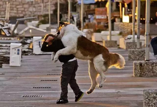 被狗咬住不放要学会这样自救救人,被狗咬住不松了怎么办