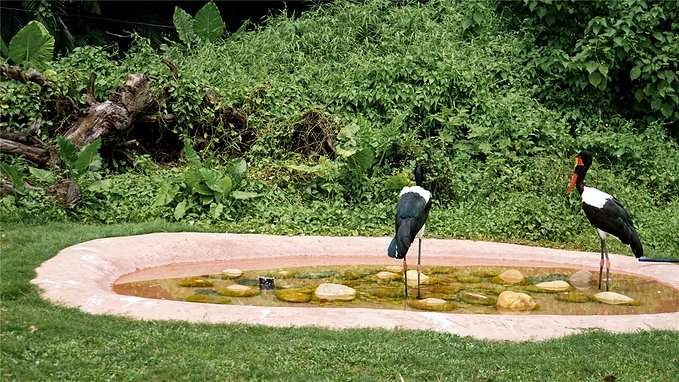 带小孩去长隆欢乐世界畅玩一天,暑假带娃去广州长隆野生动物世界